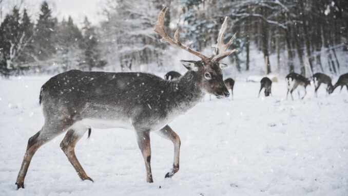 "Deers" (Foto: Annika Thierfeld via Pexels)