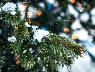 Weihnachtliche Zweige (Foto: Artem Beliaikin via Pexels)