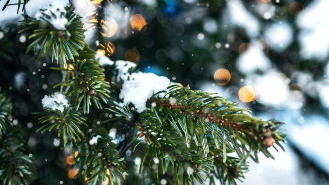 Weihnachtliche Zweige (Foto: Artem Beliaikin via Pexels)