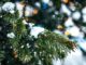 Weihnachtliche Zweige (Foto: Artem Beliaikin via Pexels)