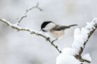 Ein Vögelchen im Winter (Foto: Erik Karits via Pexels)
