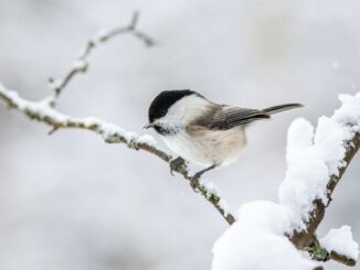 Ein Vögelchen im Winter (Foto: Erik Karits via Pexels)