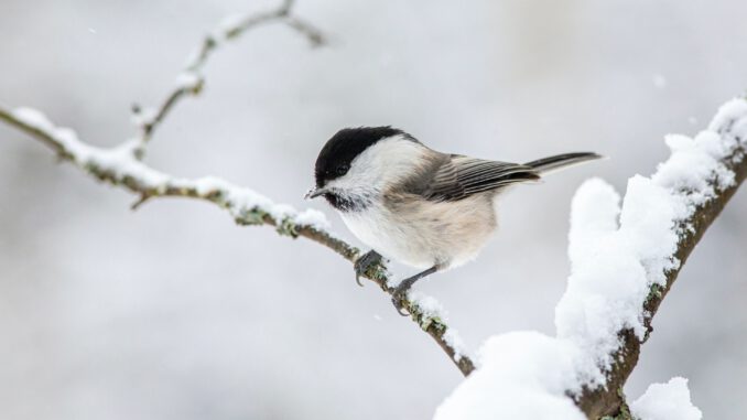 Ein Vögelchen im Winter (Foto: Erik Karits via Pexels)