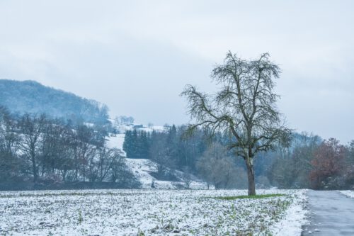 Mein alter Lieblingsbirnbaum steht noch (Foto: Martin Dühning).