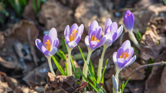 Die ersten Frühlingsboten im Februar 2021 (Foto: Martin Dühning)