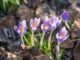 Die ersten Frühlingsboten im Februar 2021 (Foto: Martin Dühning)