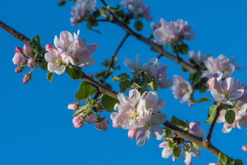 Apfelblüten vor strahlend blauem Himmel im April 2021 (Foto: Martin Dühning)