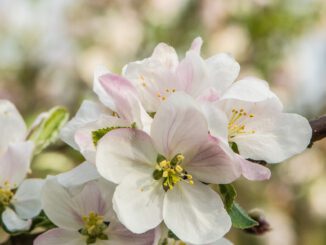 Apfelblüten im heimischen Garten 2021 (Foto: Martin Dühning)