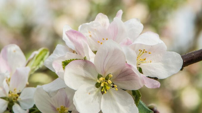 Apfelblüten im heimischen Garten 2021 (Foto: Martin Dühning)