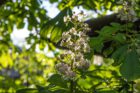 Kastanienblüte im heimischen Garten (Foto: Martin Dühning)