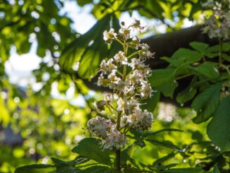 Kastanienblüte im heimischen Garten (Foto: Martin Dühning)