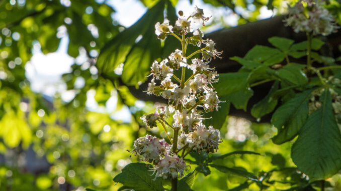 Kastanienblüte im heimischen Garten (Foto: Martin Dühning)