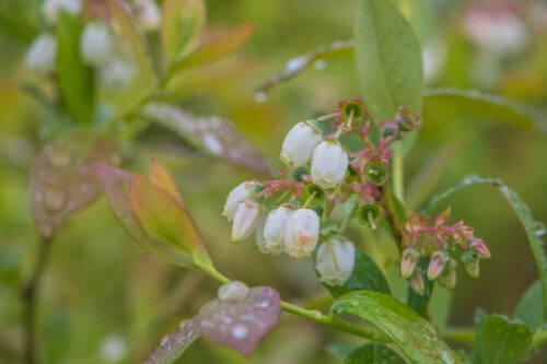 Heidelbeerblüten im Mai 2021 (Foto: Martin Dühning)