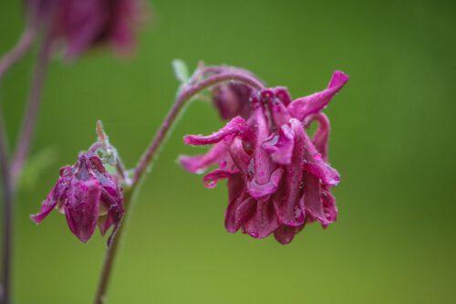 Eine purpurne Akelei im Regen (Foto: Martin Dühning)