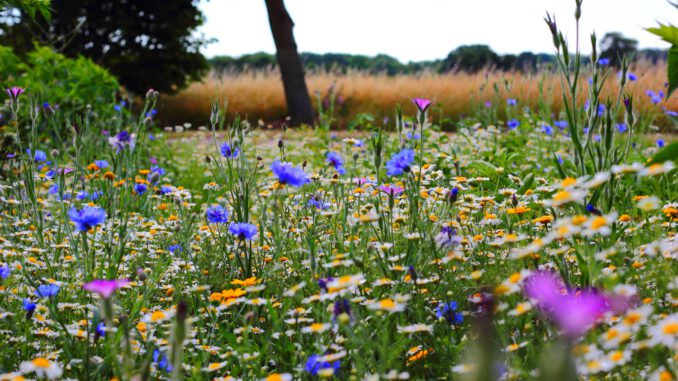 Mittsommerblüten (Foto: Freddie Ramm via Pexels)