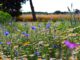 Mittsommerblüten (Foto: Freddie Ramm via Pexels)