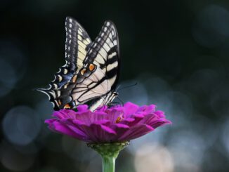 Butterfly (Foto: Jennifer Murray via Pexels)