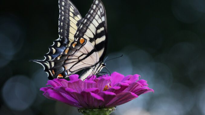 Butterfly (Foto: Jennifer Murray via Pexels)