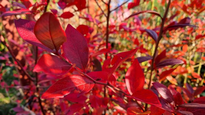 Herbstlich buntes Heidelbeerlaub (Foto: Martin Dühning)