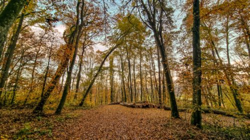 Herbstlicher Bergwald bei Lauchringen (Foto: Martin Dühning)