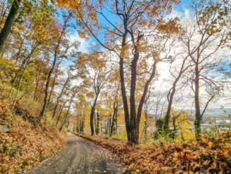 Herbstliche Ansicht vom Waldweg beim Aarberg auf die Schmittenau, den Rhein und Koblenz (Foto: Martin Dühning)