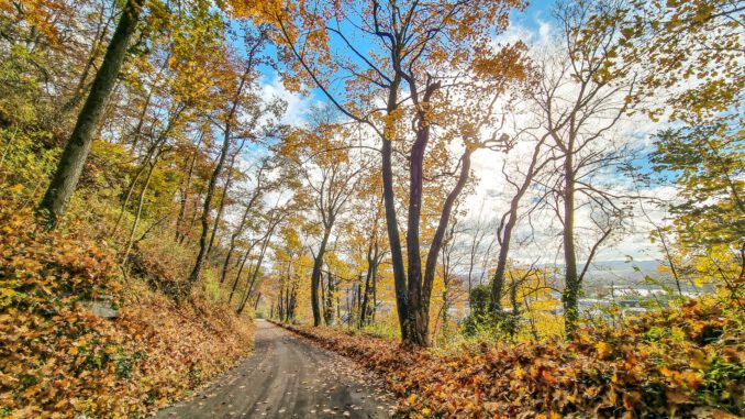 Herbstliche Ansicht vom Waldweg beim Aarberg auf die Schmittenau, den Rhein und Koblenz (Foto: Martin Dühning)