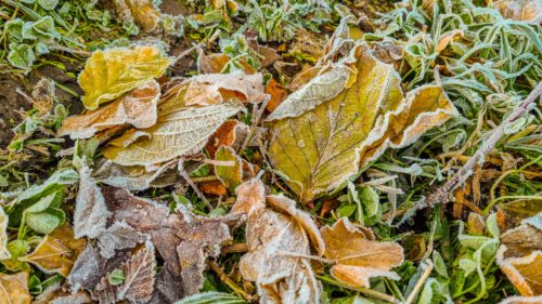 Herbstliche Blätter mit Raureif (Foto: Martin Dühning)