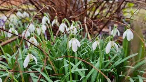 Einige Schneeglöckchen blühen ungeachtet des Sturmtiefs am 17. Februar 2022 (Foto: Martin Dühning).