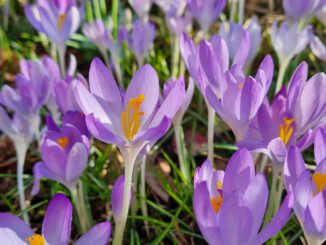 Krokusblüte im Februar des Jahres 2022 (Foto: Martin Dühning)