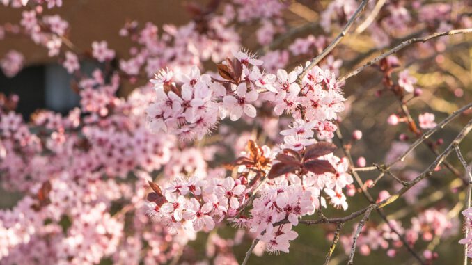 Blutpflaumenblüten im März 2022 (Foto: Martin Dühning)