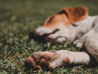 Sleeping Dog (Foto: Jessica Nunes via Pexels)