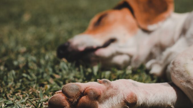 Sleeping Dog (Foto: Jessica Nunes via Pexels)