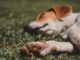 Sleeping Dog (Foto: Jessica Nunes via Pexels)
