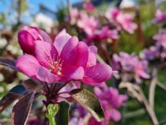 Rotapfelblüten im April 2022 (Foto: Martin Dühning)