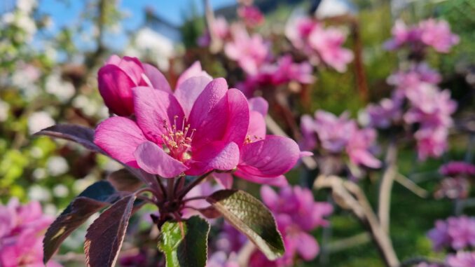 Rotapfelblüten im April 2022 (Foto: Martin Dühning)