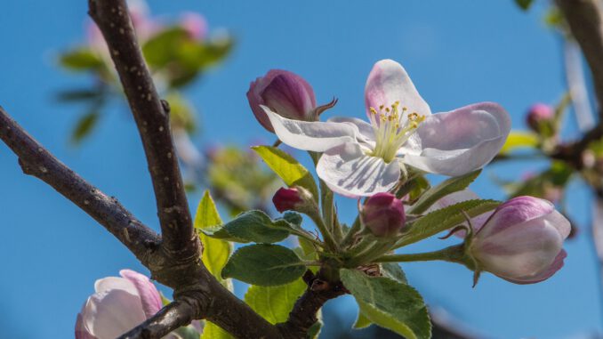 Apfelblüte im heimischen Garten 2022 (Foto: Martin Dühning)