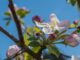 Apfelblüte im heimischen Garten 2022 (Foto: Martin Dühning)