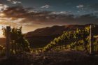 Weinberg (Foto: Tim Mossholder via Pexels)
