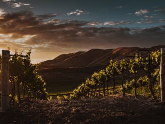 Weinberg (Foto: Tim Mossholder via Pexels)