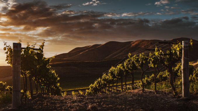 Weinberg (Foto: Tim Mossholder via Pexels)