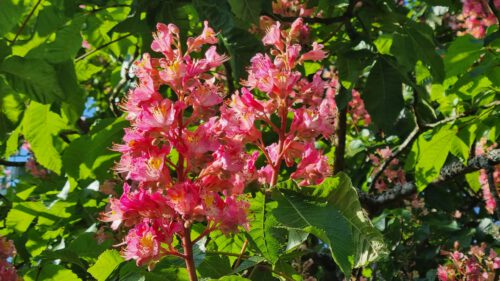 Blühende rote Rosskastanien in Waldshut (Foto: Martin Dühning)