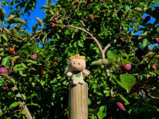 Luisa Amiratu besichtigt die Apfelplantagen