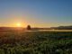 Sonnenaufgang bei Oberlauchringen Richtung Klettgau (Foto: Martin Dühning)