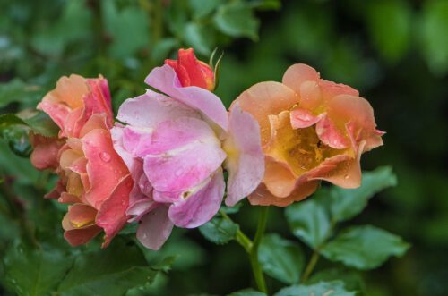 Pastellfarbene Rosen im Juni 2022 (Foto: Martin Dühning)