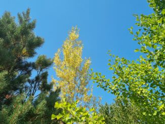 Herbstlaub im Juli (Foto: Martin Dühning)