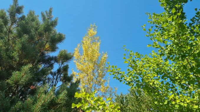 Herbstlaub im Juli (Foto: Martin Dühning)