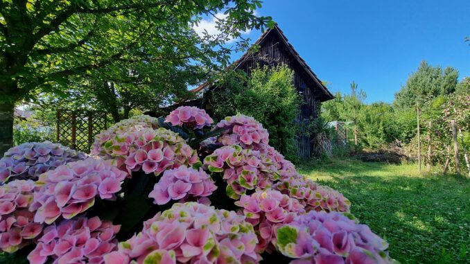 Hortensienträume unter dem Kastanienschatten in meinem Garten, Juli 2022 (Foto: Martin Dühning)