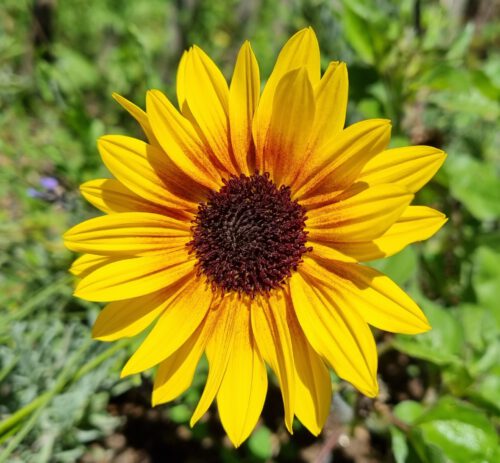 Trockenheitsbedingt fallen die Sonnenblumen dieses Jahr nur sehr klein aus. Immerhin haben wir aber 2022 wieder welche (Foto: Martin Dühning).