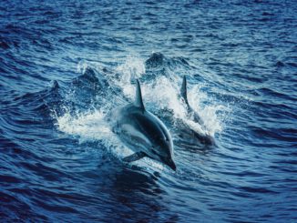 Dolphins (Foto: Tom Swinnen via Pexels)