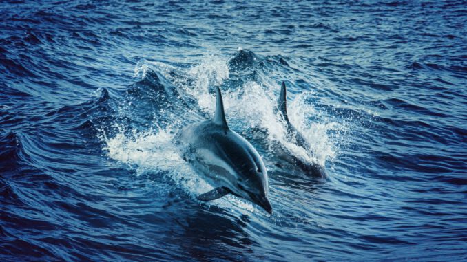 Dolphins (Foto: Tom Swinnen via Pexels)